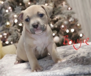 American Bully Puppy for sale in BRONX, NY, USA