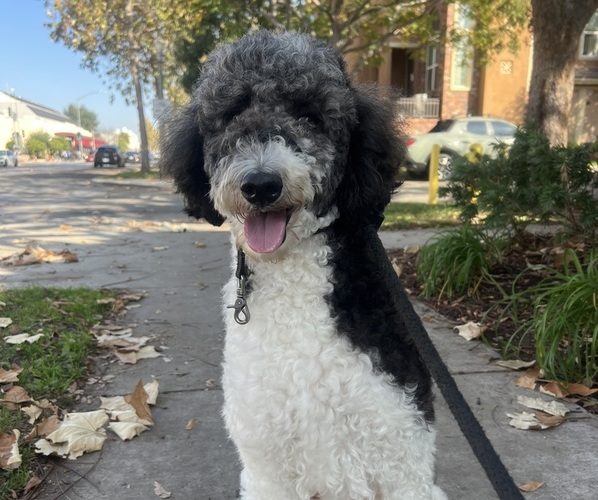 Medium Photo #15 Sheepadoodle Puppy For Sale in HUNTINGTON BEACH, CA, USA