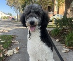 Small #14 Sheepadoodle