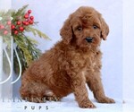 Small Goldendoodle (Miniature)
