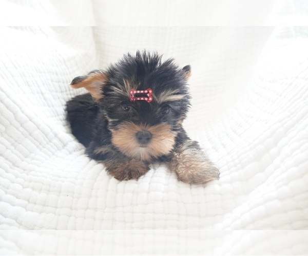 Medium Photo #2 Yorkshire Terrier Puppy For Sale in LOS ANGELES, CA, USA