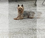 Small #2 Mutt