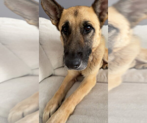 Medium Photo #4 German Shepherd Dog Puppy For Sale in Foristell, MO, USA