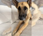 Small #3 German Shepherd Dog