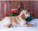 Small Photo #16 Golden Retriever Puppy For Sale in WAKARUSA, IN, USA