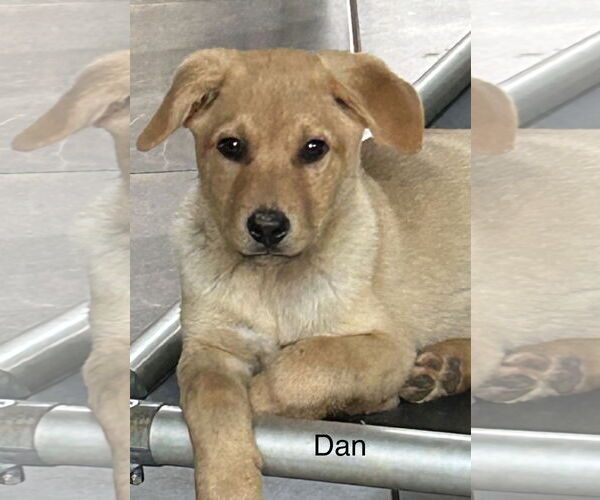 Medium Photo #4 Labrador Retriever-Unknown Mix Puppy For Sale in Rockaway, NJ, USA