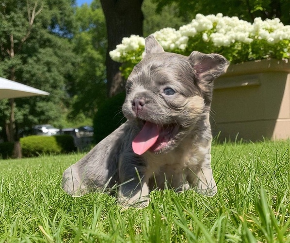 Medium Photo #7 French Bulldog Puppy For Sale in HILLSBOROUGH, NJ, USA