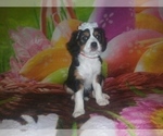 Small Photo #27 Australian Shepherd-Cavalier King Charles Spaniel Mix Puppy For Sale in HOWLAND, OH, USA