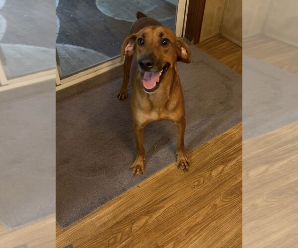 Medium Photo #6 Mountain Cur-Unknown Mix Puppy For Sale in Boston, MA, USA