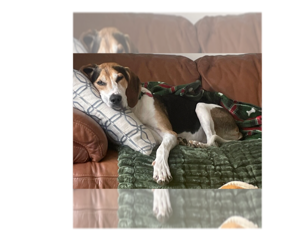 Medium Photo #2 Treeing Walker Coonhound-Unknown Mix Puppy For Sale in Greenbelt, MD, USA