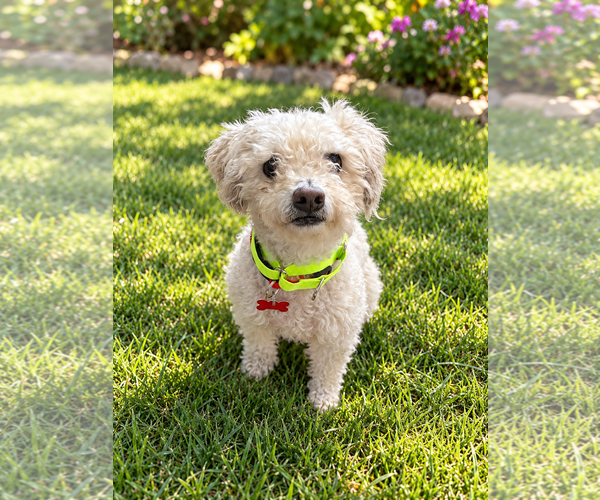 Medium Photo #5 Poodle (Miniature) Puppy For Sale in San Diego, CA, USA