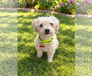 Shorty - Male Poodle (Miniature) Dog for Adoption - Photo #5