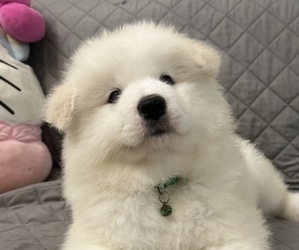 Samoyed Puppy for sale in FREMONT, CA, USA