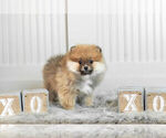 Small Photo #9 Pomeranian Puppy For Sale in WARSAW, IN, USA