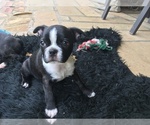 Small Photo #16 Boston Terrier Puppy For Sale in JONES, OK, USA