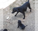Small Photo #8 American Bulldog-Labbe Mix Puppy For Sale in COURTLAND, AL, USA