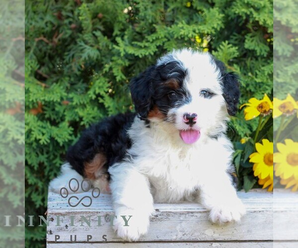 Medium Photo #1 Bernedoodle (Miniature) Puppy For Sale in LITITZ, PA, USA