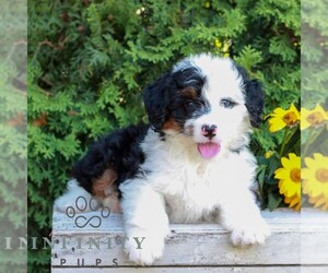 Bernedoodle (Miniature) Puppy for Sale in LITITZ, Pennsylvania USA