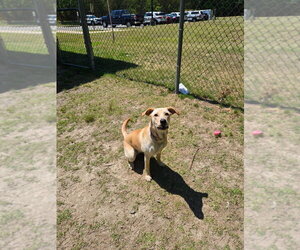Labrador Retriever Dogs for adoption in Glen Allen, VA, USA