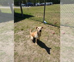 Small Labrador Retriever