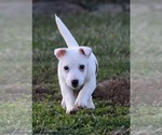 Small Photo #10 Jack Russell Terrier Puppy For Sale in APPLE GROVE, WV, USA