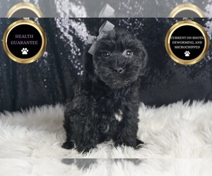Medium YorkiePoo