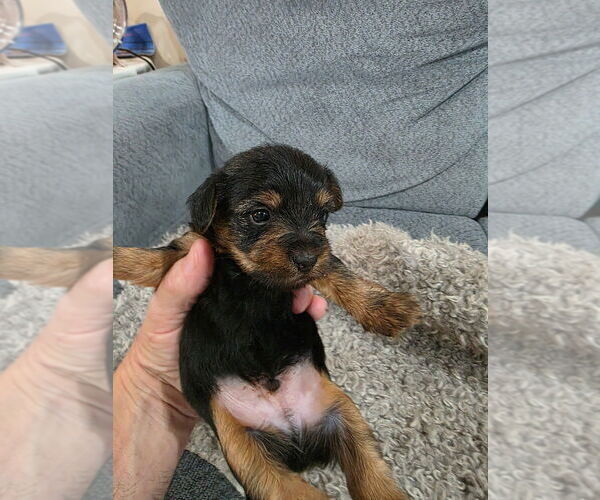 Medium Photo #8 Yorkshire Terrier Puppy For Sale in ALEXANDER CITY, AL, USA
