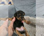 Litter of 3 - Male(s) and Female(s) Yorkshire TerrierLitter of Puppies for Sale - Photo #8