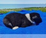 Small Photo #72 Border Collie Puppy For Sale in NORBORNE, MO, USA