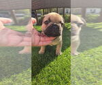 Puppy Ranger French Bulldog