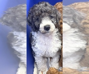 Goldendoodle Puppy for Sale in HILLSBORO, Texas USA