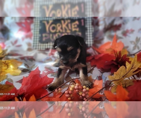 Medium Photo #8 Yorkshire Terrier Puppy For Sale in AKRON, OH, USA