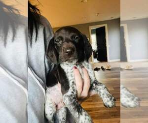 German Shorthaired Pointer Puppy for sale in VIOLA, IL, USA