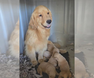 Mother of the Golden Retriever puppies born on 03/06/2025