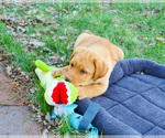 Small #9 Labrador Retriever