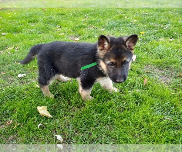Medium Photo #8 German Shepherd Dog Puppy For Sale in OAK GROVE, OR, USA