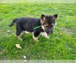 Small Photo #8 German Shepherd Dog Puppy For Sale in OAK GROVE, OR, USA
