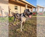 Small #1 Great Dane