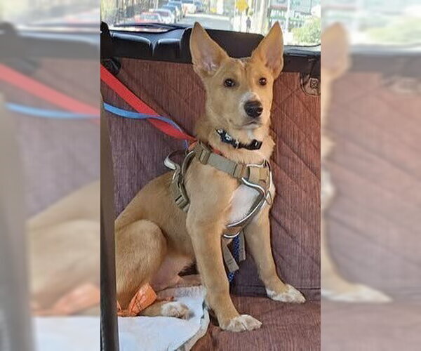 Medium Photo #15 Mutt Puppy For Sale in New York, NY, USA