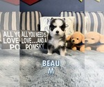Puppy Beau Pomsky