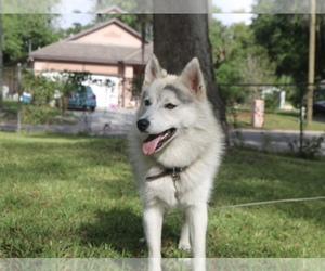 Pomsky Puppy for sale in ALTAMONTE SPG, FL, USA