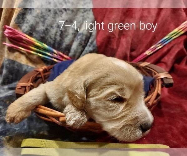 Medium Photo #14 Bordoodle Puppy For Sale in COPPERAS COVE, TX, USA