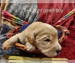Small Photo #14 Bordoodle Puppy For Sale in COPPERAS COVE, TX, USA