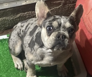 Mother of the French Bulldog puppies born on 05/06/2025