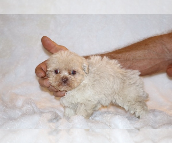 Medium Photo #5 ShihPoo Puppy For Sale in DYERSBURG, TN, USA