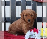 Small Photo #1 Goldendoodle-Poodle (Miniature) Mix Puppy For Sale in RONKS, PA, USA