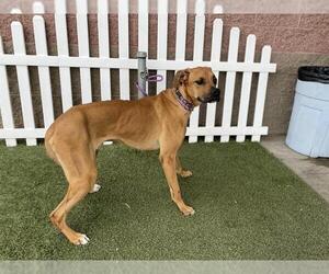 Mutt Dogs for adoption in Modesto, CA, USA