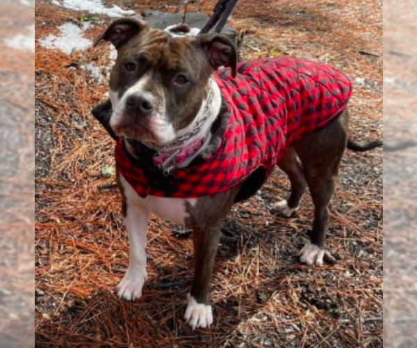 Medium Photo #1 Bulloxer Puppy For Sale in Decatur, GA, USA