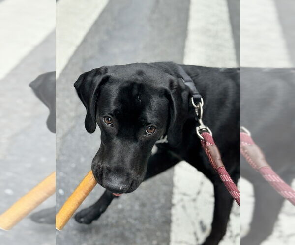 Medium Photo #4 Labrador Retriever-Unknown Mix Puppy For Sale in Brewster, NY, USA