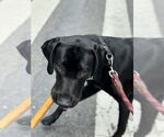 Small #3 Labrador Retriever Mix